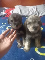 Schnauzer Miniatura Salpimienta