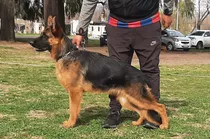 Cachorra Ovejero Aleman // 15 Meses // Cria Seleccion