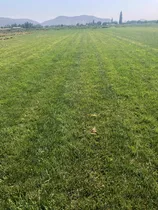 Venta Despacho E Instalación De Pasto Alfombra