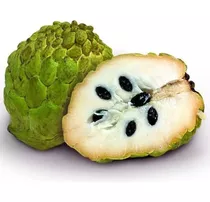 Linda Muda Atemóia Annona × Atemoya Envio Imediato Cherimoia