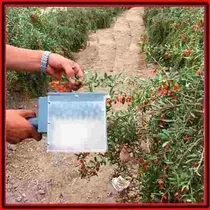 Máquina Eléctrica Cosechadora De Frutos, Bayas, Zarzamoras