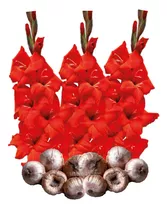 Bulbos Gladiolas Color Rojo P/ Siembra 5 Pzs Importados