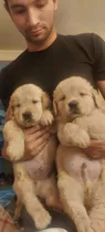 Cachorros Golden Padres Inscritos 