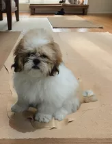 Cachorro Shih Tzu 100% Puro