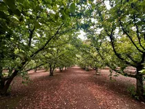 Excelente Campo De 160 Has / Cuarta Faja Gorbea