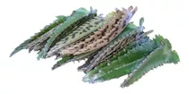 60 Hojas De Aranto Prodigioso Kalanchoe Daigremontiana