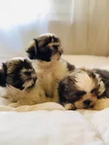 Cachorros Shih-tzu Vacunados 2 Meses