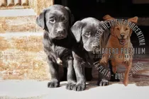 Cachorros Labrador Negros, Machos Y Hembras, Tarjetass
