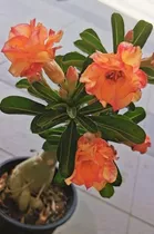  Adenium Rosa Del Desierto Toronja