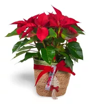 Planta Adornos De Navidad Con Flores Secas