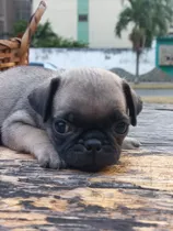 Cachorros Pug Carlino