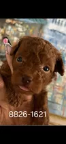 French Poodle Mini Rojizo 