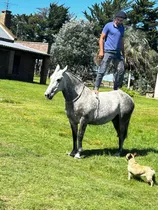 Caballo Manso Criollo