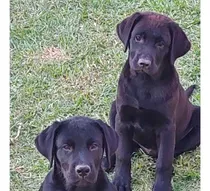 Cachorros Labrador Retriever 