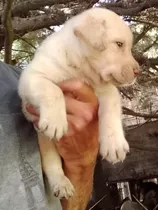 Cachorra Labrador Retriever 