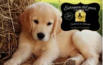 Cachorras Y Cachorros Golden Con Libreta Sanitaria Real