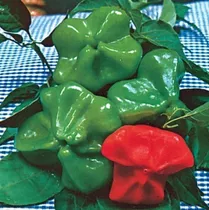 Pimenta Cambuci / Chapeu De Bispo - 400mg De Sementes