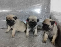 Cachorros Pug Carlinos