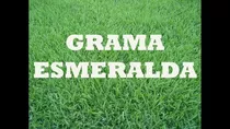 Sementes Grama Esmeralda 1kilo Para 1000m² # Pronta Entrega