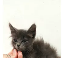 Hermosa Gatita/o Nebelung + Kit Sanitario De Regalo!