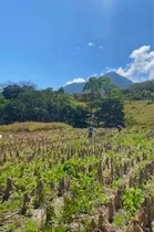 Últimas 10 Mz Finca Las Arrazolas Pueblo Nuevo Viñas/ixpaco