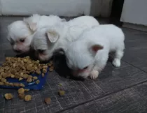 Perritos Bichón Maltés