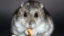Hamster Rusos Bebes