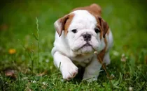 Cachorro Bulldog Ingles 03