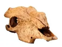 Ex Terrarium Decor Buffalo Skull Reptil Anfibio (m.envio)