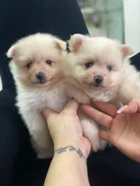 Pomeranias Machos