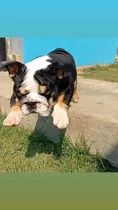 Cachorra Bulldog Ingles Disponible