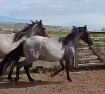 Cabaña Don Alfredo  Hermosas  Potras De Pedigree   Solis Gde