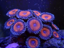 Coral God Of Armor Zoanthid