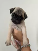 Cachorro Pug Carlino