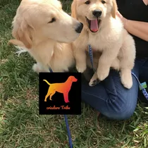 Cachorros Golden Retriever Del Criadero Mas Buscado Del País