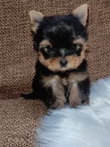 Hembra De Yorkshire Terrier Mini 