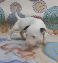 Cachorra Bull Terrier Para Exigentes 