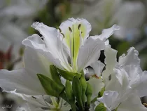 100 Semillas Bauhinia Variegata Alba (pata De Vaca) Toto