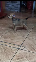 Chihuahua Macho Pelo Corto