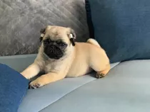 Pug Pedigrí Macho