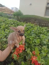 Cachorros Chihuahua Miniatura Perrito