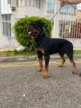 Cachorro Rottweiler De Calidad Aleman