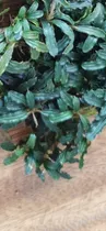 Bucephalandra Catharine - Planta Para Aquário 