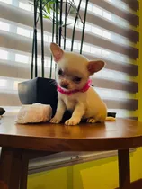 Chihuahuas Hembras Inscritas En Kcc Muy Pequeñas