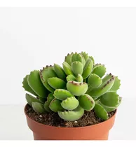 Suculenta Garra De Oso- Cotyledon Tomentosa + Regalo