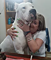 Servicio Dogo Argentino 