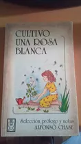 Cultivo De Una Rosa Blanca. Alfonso Chase