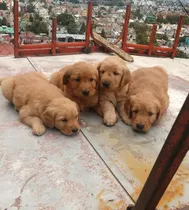 Cachorros Golden Retriever