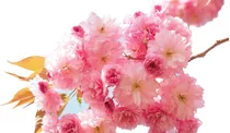 Cerezo Japonés Flor Rosada Doble !!