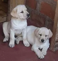 Cachorros Labradores Retriever , Dorados , Puros 